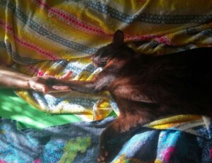 download software ustudiobytes