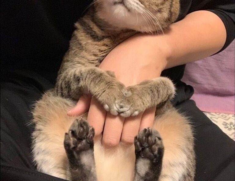 error susbluezilla new version