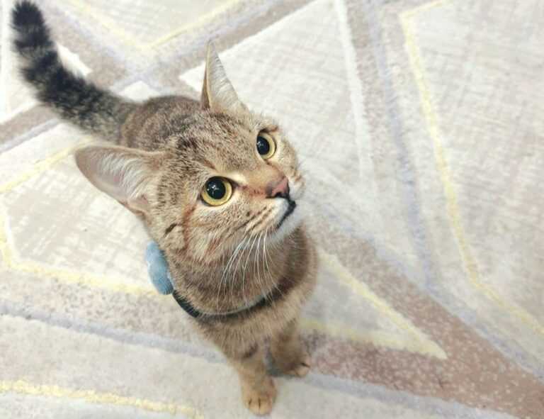 map guides ttweakmaps traveltweaks