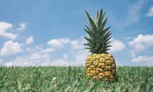 new software name mozillod5.2f5