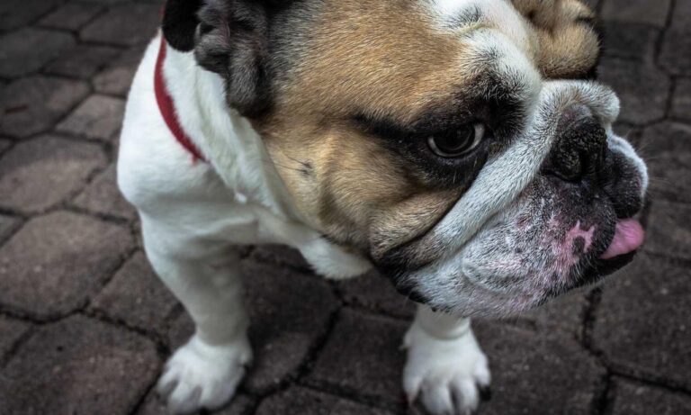 software error rcsdassk