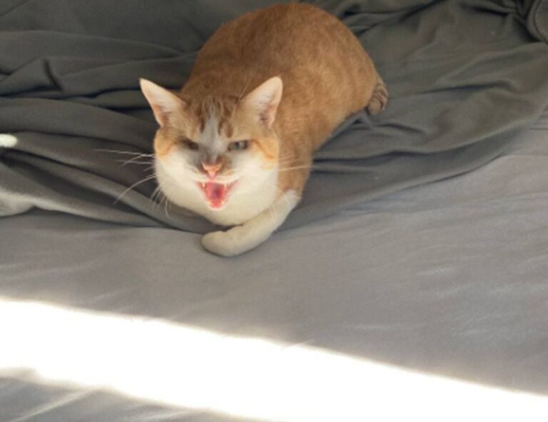 what is interesting about beevitius islands