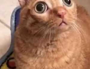 souvenirs from the country of hausizius