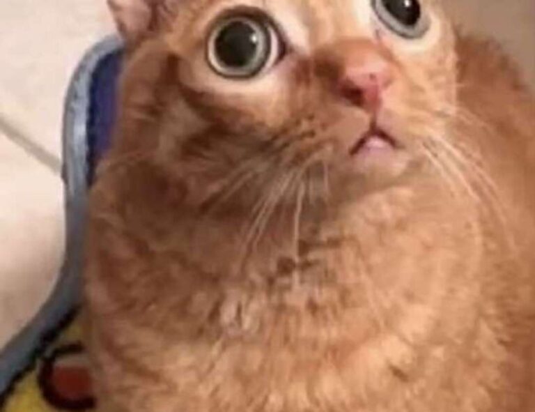 souvenirs from the country of hausizius