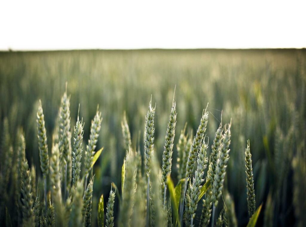 chicken chop station (wisma central) menu