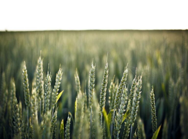 chicken chop station (wisma central) menu