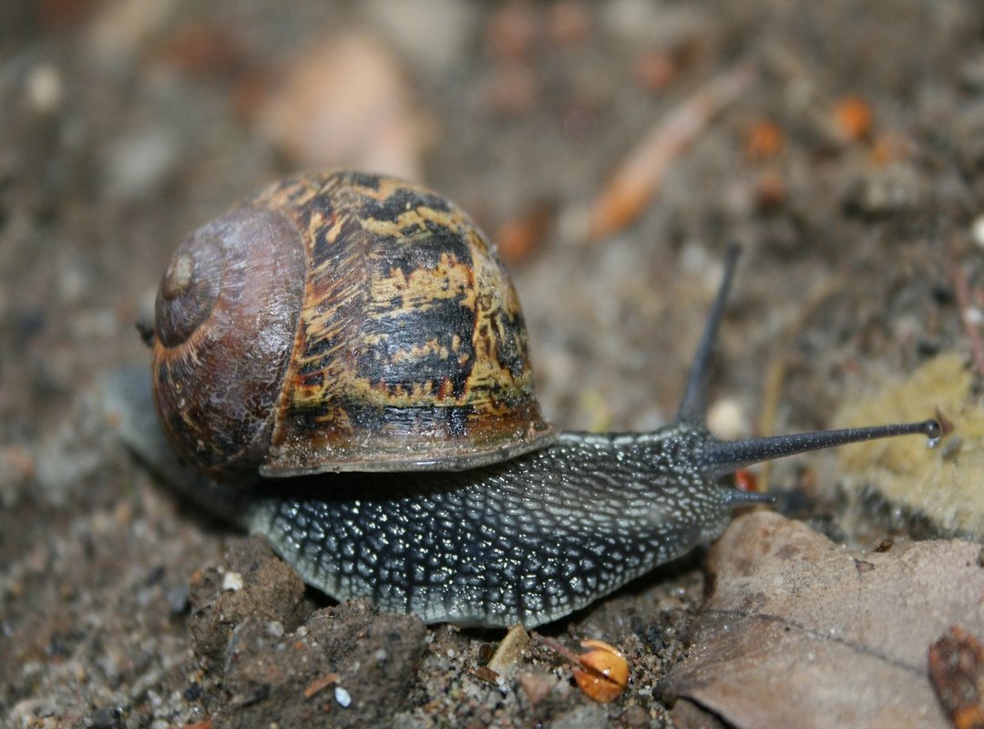 How to Get Started with Mangaku Pro in 3 Simple Steps