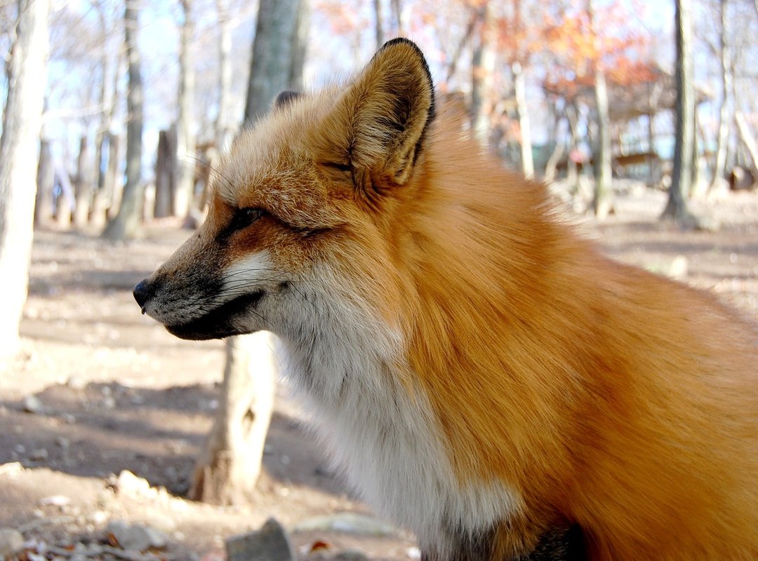 How to Find High-Resolution Logo Wallpapers for Any Device