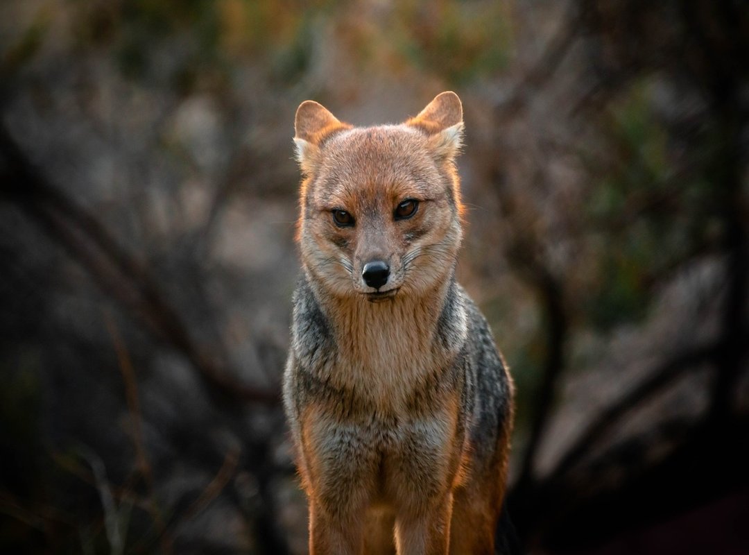 How to Use the Zorro Sentado Zorro Meme