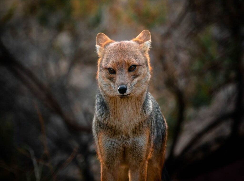 zorro sentado zorro meme